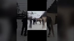 Коневоды И Рысаки Рома