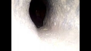 Поиск крольчат в норе, ямное содержание кроликов.