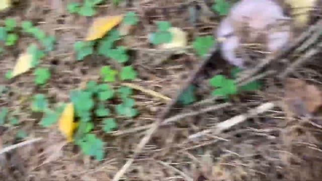 ОСЕННИЕ ГРИБЫ В ПОДМОСКОВЬЕ| РЯДОВКА И ЗОНТИК| ГРИБЫ 2021 смотреть онлайн