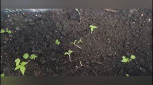 Как быстро размножить малину. Самый легкий способ .