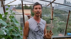 Не всё сказано о томатах, медная проволока пока работает.