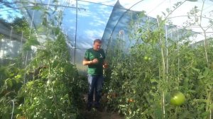 Новинки индетерминантных томатов Бронзон F1, Рок F1, Мирсини F1