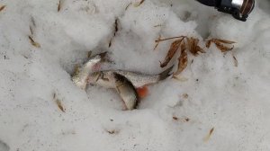 река Сылва рыбалка на голавля на летнюю удочку 7.04.2021