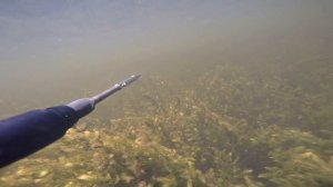 Линь на подводной охоте в Астраханской области на раскатах Волги