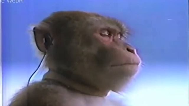 Я досмотрел евангелион смотреть онлайн