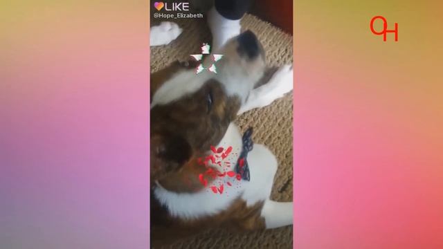 Забавные и Милые Собачки и маленькие щенки.  ПРИКОЛЫ С СОБАКАМИ