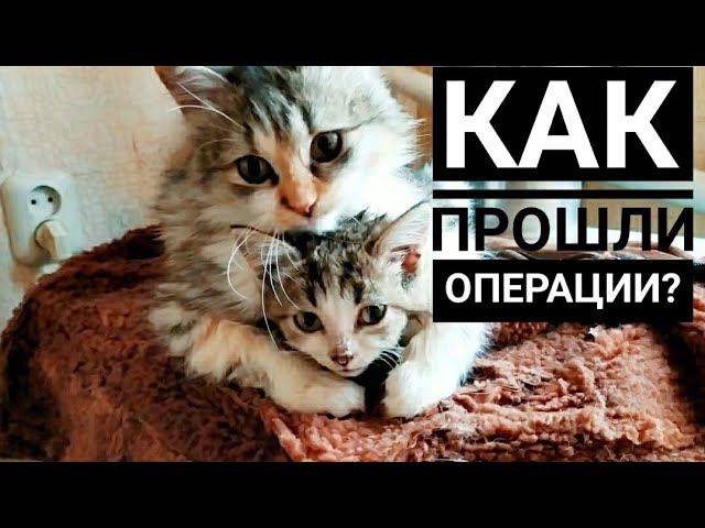 Стерилизация двух бездомных кошек, которые не нужны были хозяевам