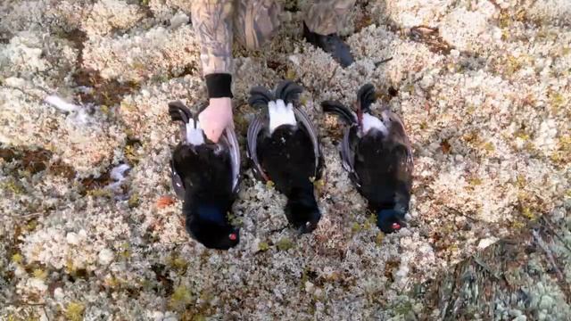 Трофеи охоты на глухаря и тетерева смотреть онлайн