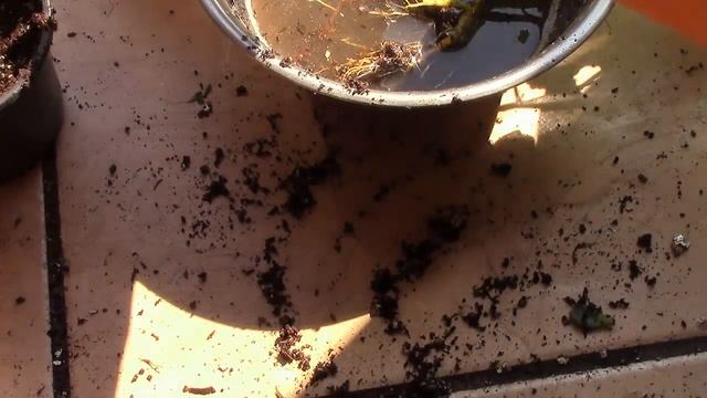 Инжир выращивание. Высадка в грунт. Мой опыт! смотреть онлайн