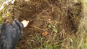 Поиск монет на поле, серебряные монеты! Металлоискатель ася 400 i и ася 250