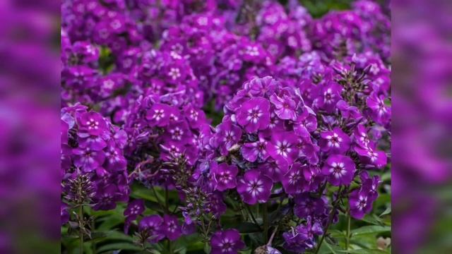 Многолетние цветы из семян. Неприхотливые многолетние цветы. Выращивание из семян своими руками.
