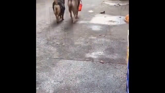 Собаки - наши помощники и друзья. смотреть онлайн