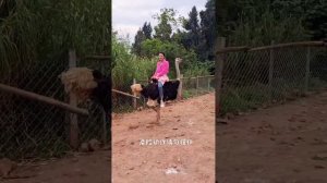 Crazy Girl Riding on Ostrich