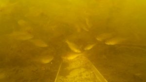 Реакция рыбы на пшено с какао. Самодельная прикормка под водой.  Подводное видео. Плотва и прикормк