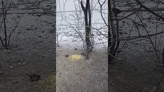 Птицы в городе-6. Серый ноябрь и серые воробьи🪶