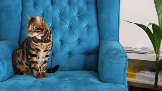 Бенгальская кошка