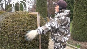 Н. Дементьев. Как сохранить шаровидную тую зимой.