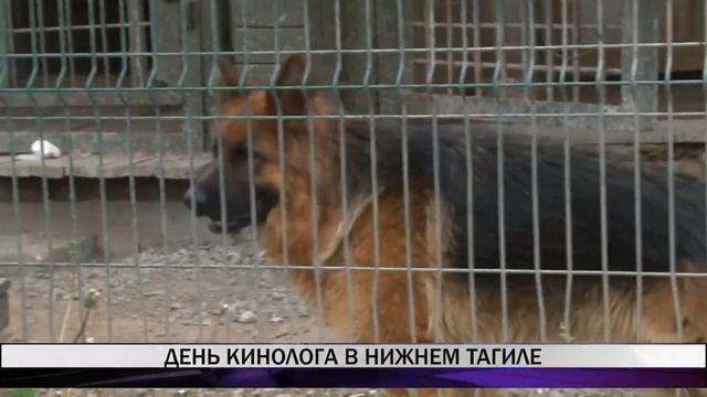 День кинолога отметили в Нижнем Тагиле