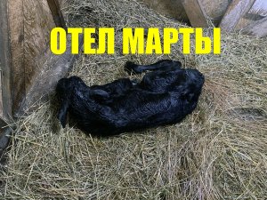 Отел голштинской нетели, признаки скорого отела, первая дойка нетели  #korovazdorova