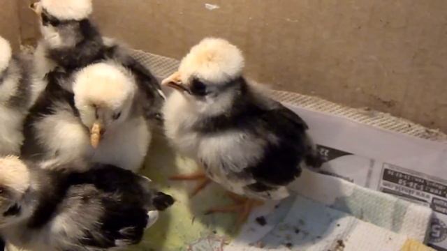 Голландские Белохохлые цыплята смотреть онлайн