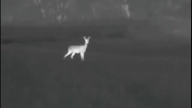 Roe Deer with the Pulsar Helion XQ38F смотреть онлайн