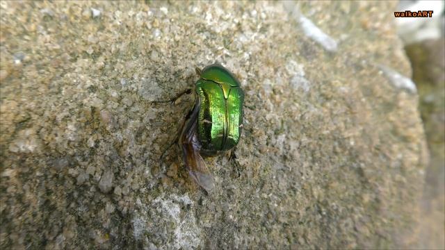 Goldglänzender Rosenkäfer Nahaufnahme - Cetoniinae - Cetonia aurata close up! 4K-VIDEO смотреть онлайн
