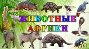 Африканские Животные Названия и Голоса Учим Животных