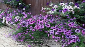 Вербена: разновидности, уход, использование в ландшафтном дизайне (24 фото)