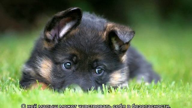 Немецкая овчарка: описание породы, собак и щенков смотреть онлайн