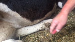 Вылечил корову с сужением молочного канала.