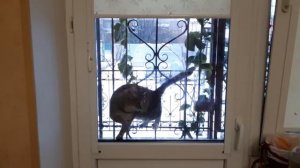 Кошки и коты просятся домой по-разному