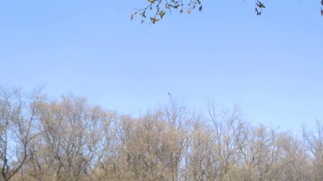 птица попугай нашего леса сойка смотреть онлайн