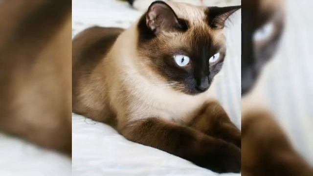 Как правильно ухаживать за СИАМСКОЙ КОШКОЙ/как продлить жизнь домашнему питомцу.?! смотреть онлайн