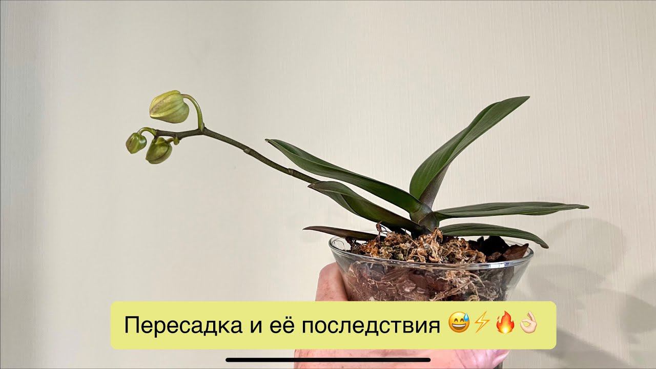 Кажется, что нужно отсадить детку и пересадить мать… нооооо… ♀️