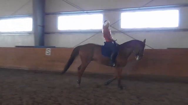 Лошадь выдирает голову на галопе смотреть онлайн