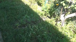 Личинка майского жука! Избавиться на садовом участке очень просто!