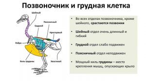 15.1 Птицы часть I (7 класс) - биология, подготовка к ЕГЭ и ОГЭ 2018