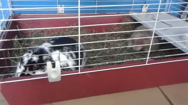 как спариваются кролики. смотреть онлайн