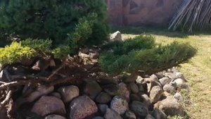 формировка ниваки из можжевельника