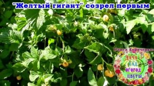 Сорт малины "Желтый гигант" созрел первым
