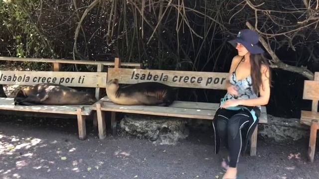 Морские котики кусаются ? смотреть онлайн