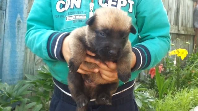 Малинуа мальчишка 17.05.2014 смотреть онлайн