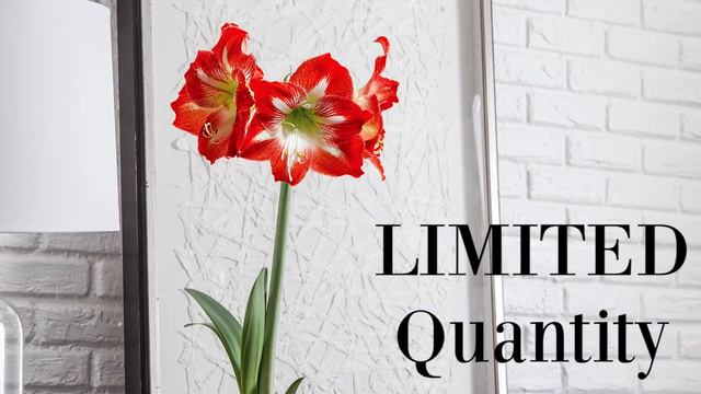 Jackson and Perkin's Amaryllis Sale смотреть онлайн