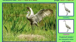 Журавли. Голоса птиц России
