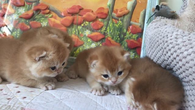 🙀🤩😻ЗОЛОТЫЕ МЕДВЕЖАТА КОТЯТА🧡🧡🧡ПЕРВЫЕ  ШАГИ🌞🧡😺