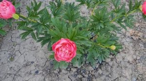 🌺КОРАЛЛОВАЯ СЕРИЯ ПИОНОВ.