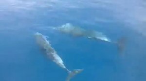 Дельфины в Хорватии   2014