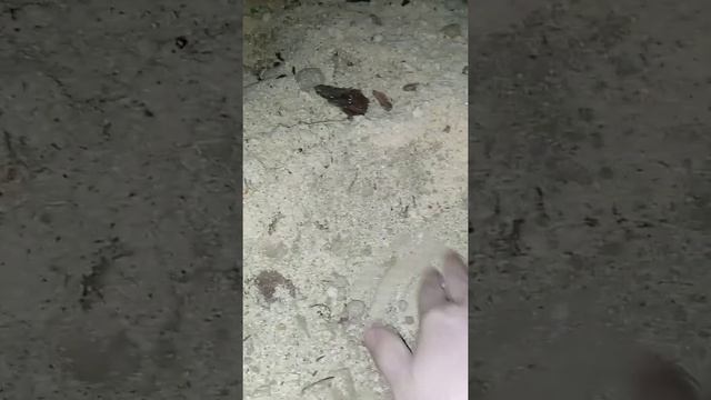 Утепление потолка опилками и как сделать потолок бюджетно. смотреть онлайн