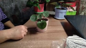 Выращиваем цикломены из семян
