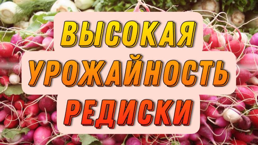 Урожайность редиски, поднимет - ЭмЭко.